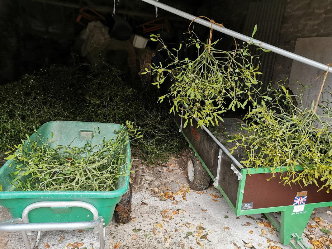 Mistletoe for luck