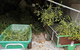 Mistletoe for luck