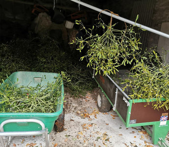 Mistletoe for luck
