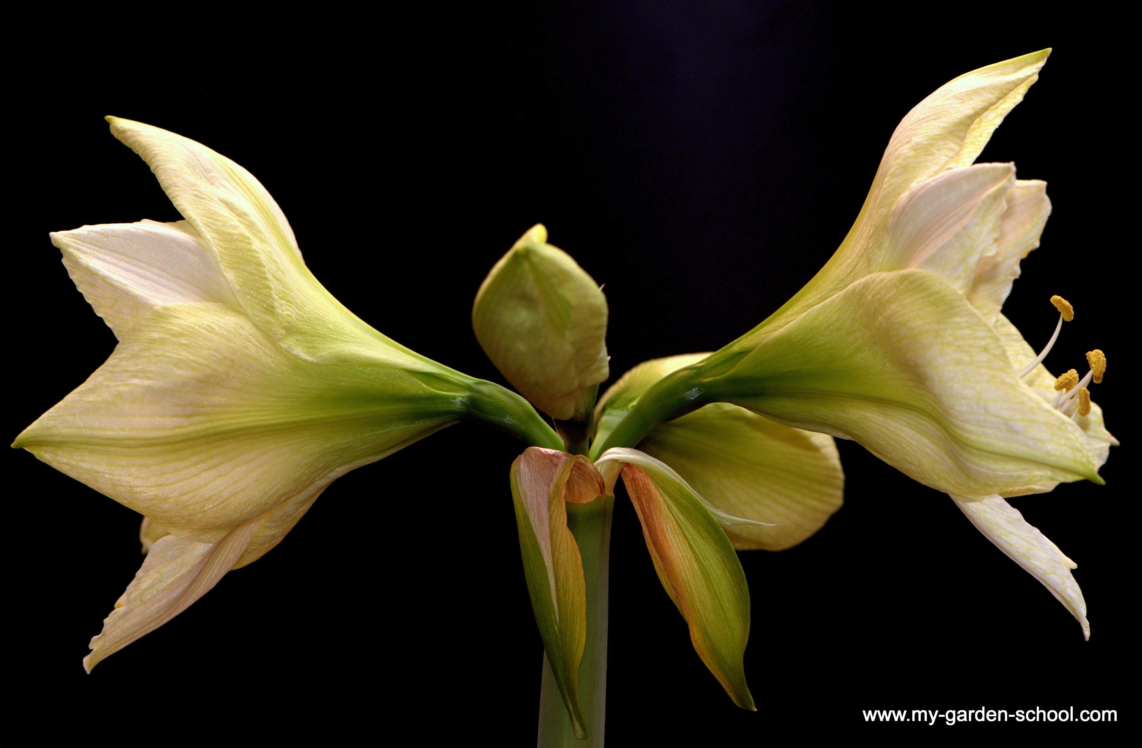 Amazing Amaryllis Bulbs - Getting your amaryllis to rebloom