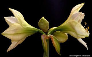 Amazing Amaryllis Bulbs - Getting your amaryllis to rebloom