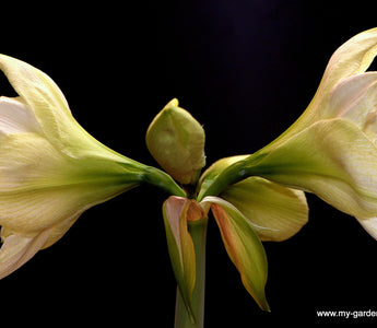 Amazing Amaryllis Bulbs - Getting your amaryllis to rebloom