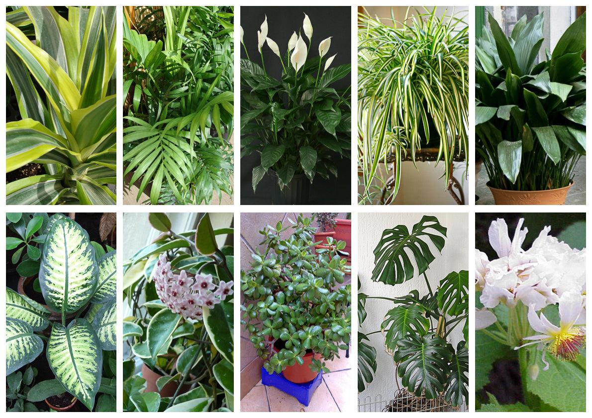 What Are The 10 Best Houseplants?