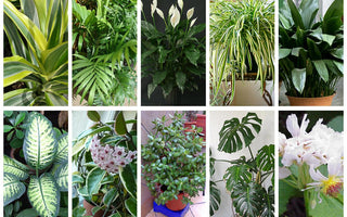 What Are The 10 Best Houseplants?