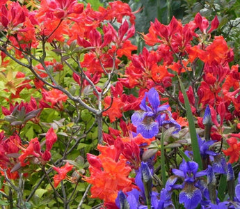 Deciduous azaleas: the loveliest of the rhododendrons