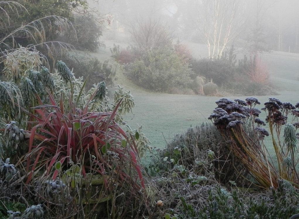 How to avoid frost damage in your garden