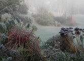 How to avoid frost damage in your garden