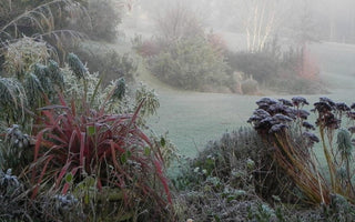 How to avoid frost damage in your garden