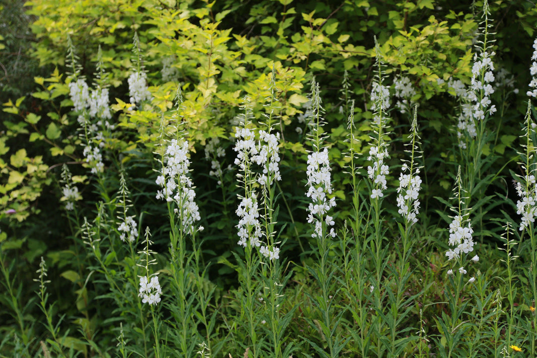 Light, airy and lovely perennials