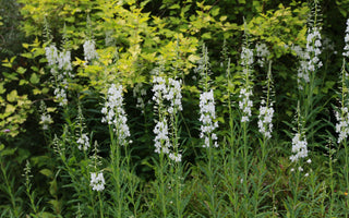 Light, airy and lovely perennials