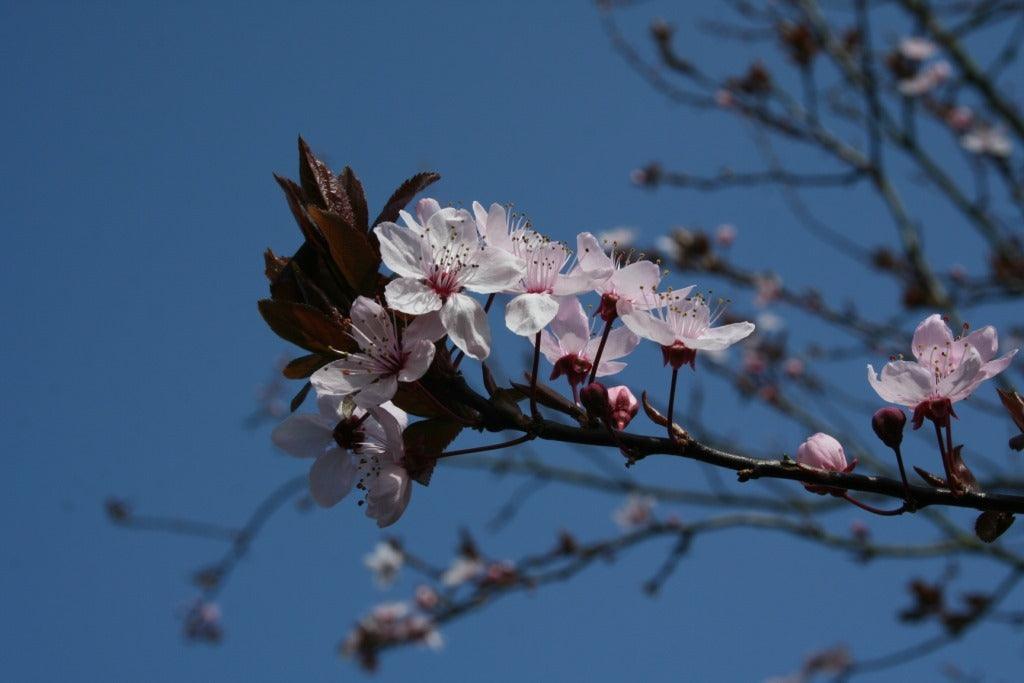 Early blossom: spring flowers at last