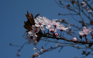 Early blossom: spring flowers at last
