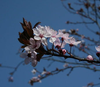 Early blossom: spring flowers at last