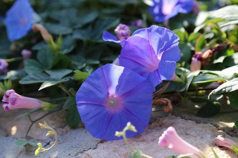 What to plant for a Mediterranean look