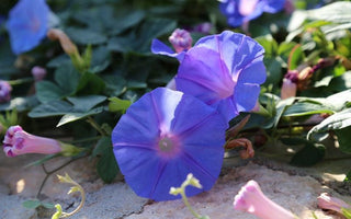 What to plant for a Mediterranean look