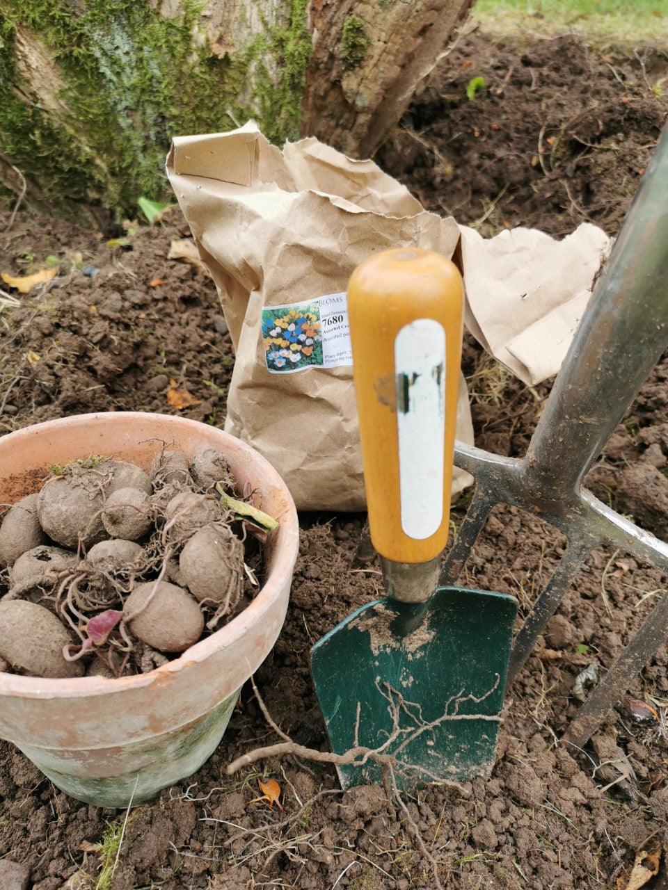 The joy of winter gardening
