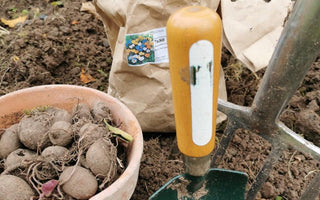 The joy of winter gardening
