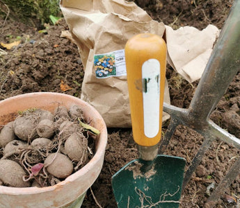 The joy of winter gardening