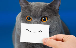 The Importance Of Blogging For Photographers