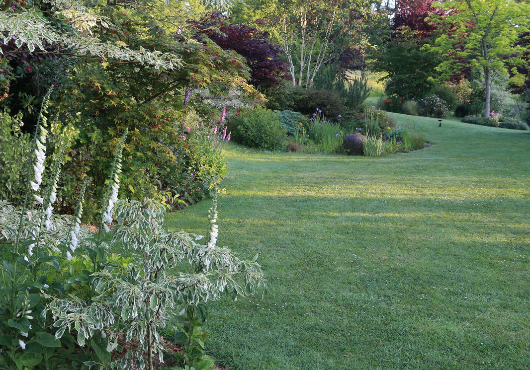 A better lawn without chemicals