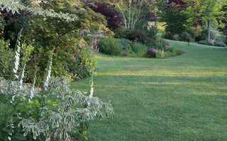 A better lawn without chemicals