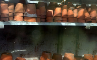 New Year's Gardening Resolutions; plans for a New Year in the Garden