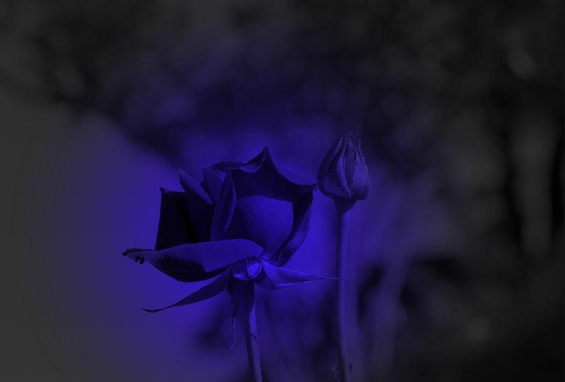 The much sought after blue rose will go on sale in the America and Canada from November.