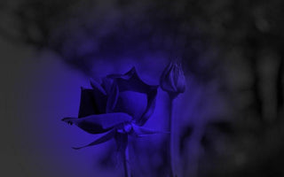 The much sought after blue rose will go on sale in the America and Canada from November.