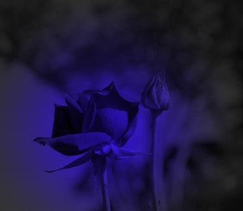 The much sought after blue rose will go on sale in the America and Canada from November.