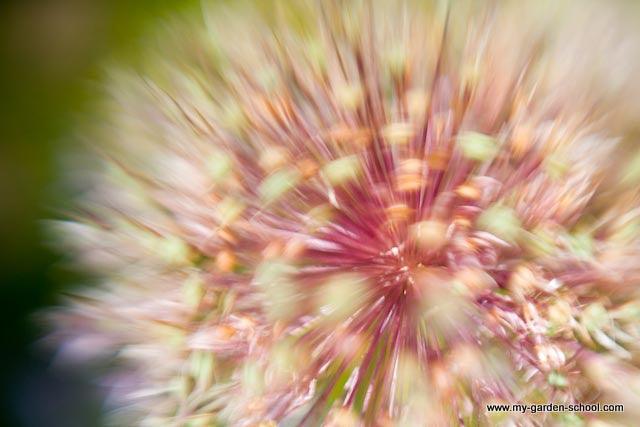 Fireworks in the border; Nerines, Kniphofias, Salvias - late fall flowers to add sparkle!