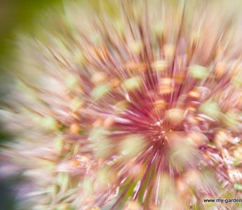 Fireworks in the border; Nerines, Kniphofias, Salvias - late fall flowers to add sparkle!