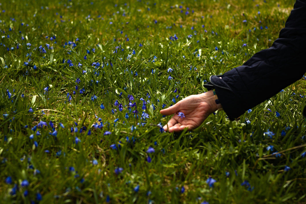 Garden Design Diploma online: Cultivate Your Passion, No Matter Your Age