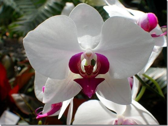 Care for Orchids: Fashionable Phalaenopsis & moth orchid care