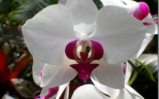 Care for Orchids: Fashionable Phalaenopsis & moth orchid care