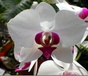 Care for Orchids: Fashionable Phalaenopsis & moth orchid care