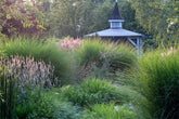 Garden Ideas:  Designing with ornamental grasses