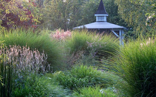 Garden Ideas:  Designing with ornamental grasses