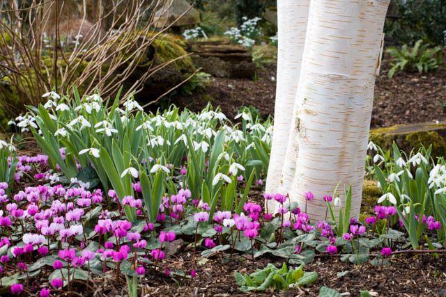 Late Summer: Time To Order Bulbs