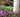 Late Summer: Time To Order Bulbs