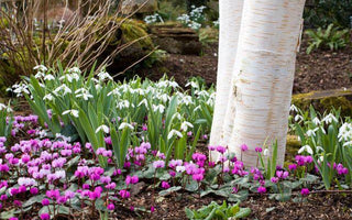 Late Summer: Time To Order Bulbs