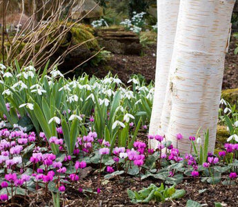Late Summer: Time To Order Bulbs