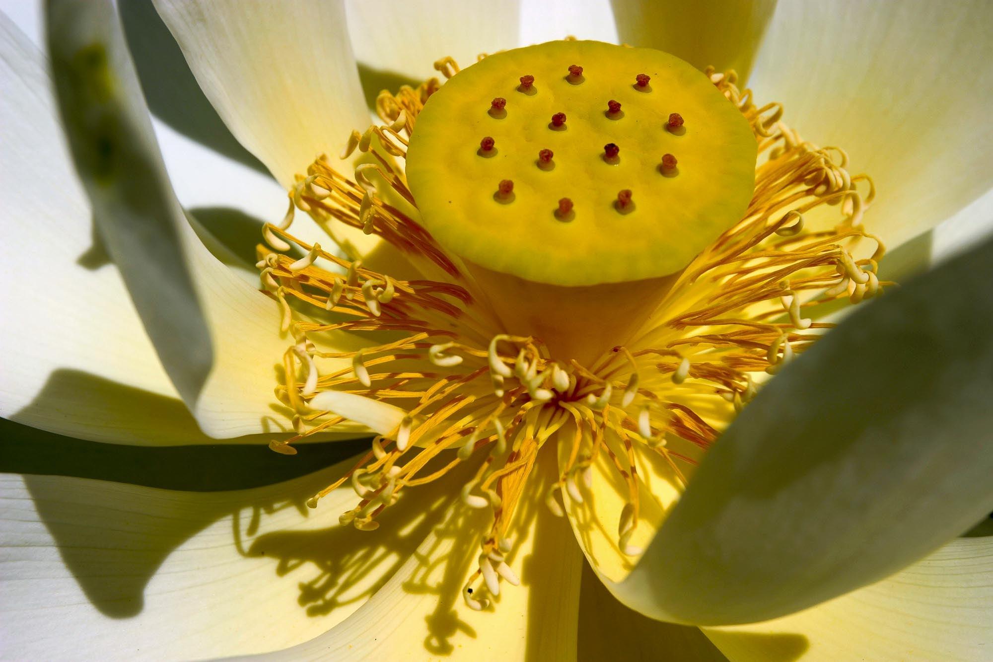 Tropical Water Lilies And The Sacred Lotus