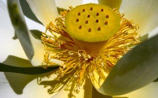 Tropical Water Lilies And The Sacred Lotus