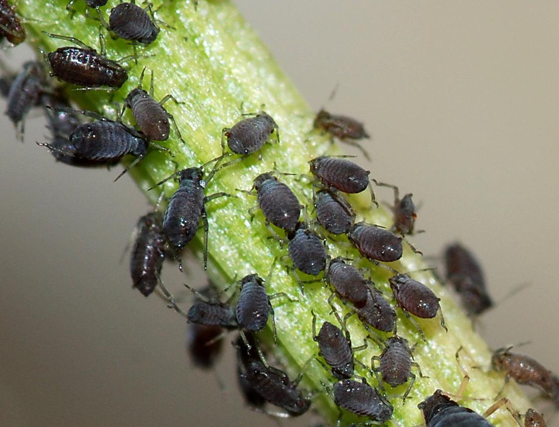 How To Control Aphids & Other Garden Pests Naturally