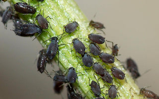 How To Control Aphids & Other Garden Pests Naturally