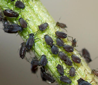 Safe DIY sprays and soft-contact options