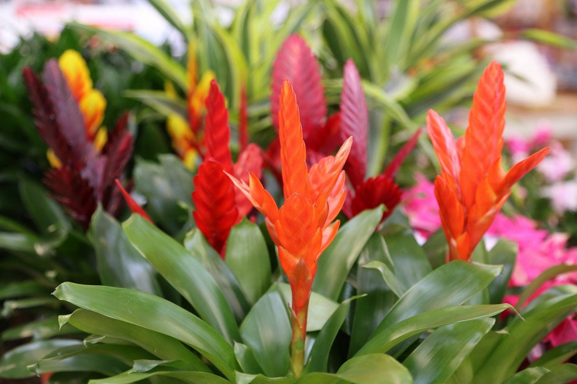 10 Best Alternative Christmas House Plants