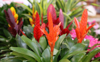 10 Best Alternative Christmas House Plants