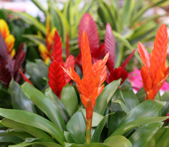 10 Best Alternative Christmas House Plants