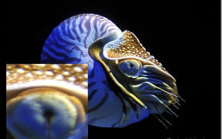 Photography Critique: 4 Shots That Could Have Been Better & The Reasons Why